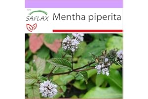 SAFLAX - Menta - 300 semillas - Mentha piperita
