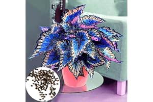 Haloppe oleus-Pflanzensamen für die Gartenarbeit, 100 Stück Blumensamen, Starke Vitalität, blühende Kultivierung, leicht schnell wachsende, produktive Bonsai-Blume, Coleus-Samen, Gartengeschenk f