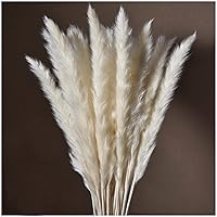 Linkbro 30 x Getrocknetes Pampasgras Natürlicher, Klein Getrocknete Blumen, Trockenblumen, Blumenstrauß Deko für…