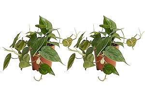 Bloomique - Lot de 2 - Philodendron Scandens - Plante suspendue - Convient également comme plante grimpante - Plante d'intérieur - Purificateur d'air - Facile d'entretien - 15-20 cm de haut -12 cm