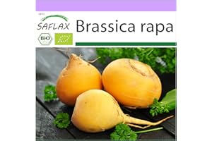SAFLAX - BIO - Cavolo rapa - Goldana - 500 semi - Brassica rapa