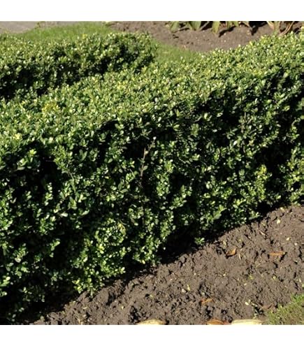 rhododendron wilgens ruby Rhododendron 'Wilgens Ruby' 7.5L Compact Red Shrub – Polhill main image 1
