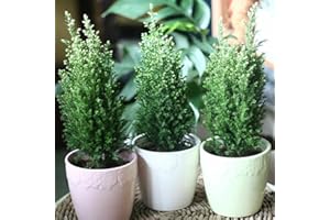 MEREDITH NURSERIES 9cms Pot Chamaecyparis lawsonianna 'Ellwoodii' Evergreen Dwarf Conifer (3 Pack)