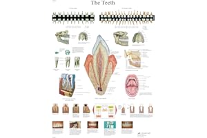 3B Scientific VR1263L Human Anatomy - The Teeth Chart, Laminated Version