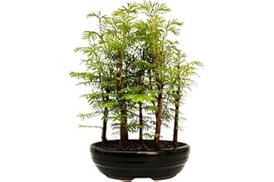 ‎BONSAI LT Bonsai Baum mit Keramik Blumentopf - Metasequoia - Bonsai - Wald - Baum im Freien (P18)
