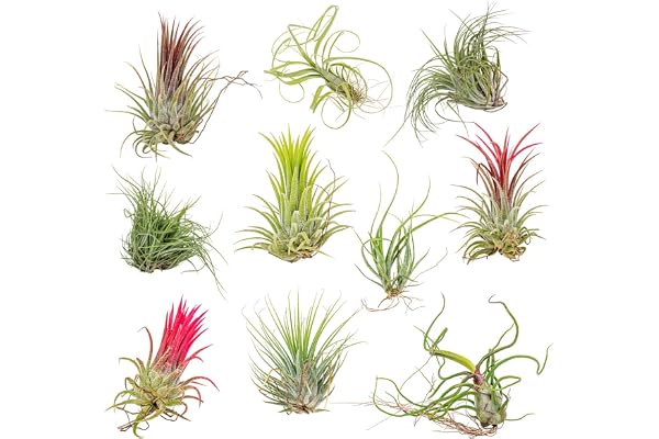 Bloomique - Lot de 10 - Tillandsia - Plantes aériennes - Dépolluantes - Très faciles d’entretien - 5-15 cm