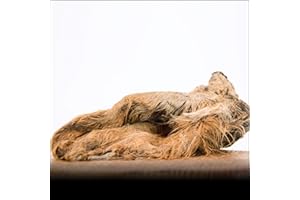 George & Bobs Rinderohren mit Fell - 1000g | Mit Muschel | Langer Kauspaß | 100% Naatürlich | Barf