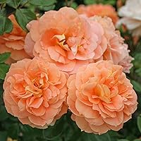 Kordes Rosen Schöne vom See Beetrose, aprikot/orange, 12 x 12 x 40 cm