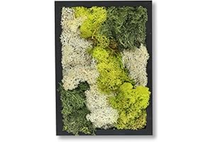 comforder Quadro da parete rettangolare con vero muschio (24 cm), immagine muschio conservata con cornice in legno, decorazione da parete naturale per il soggiorno