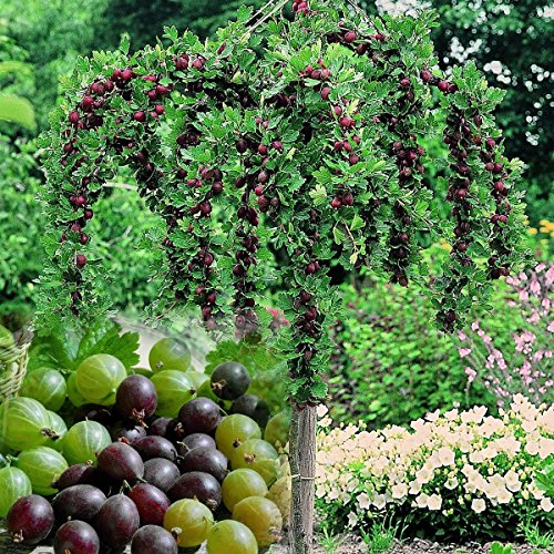 3 er Set Stachelbeer-Stamm, bestehend aus den Sorten Hinnonmäcki rot, Hinnonmäcki gelb, Invicta grün
