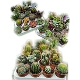 12 Adet Kakt&uuml;s Ve Sukulent Set Birbirinden Farklı Karışım Ve Canlı Bitkiler