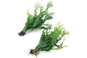 K2AQUA 2X Java Fern Windelov Microsorum Pteropus Windelov Live Aquarium Plants Rhizome Tropical Tank