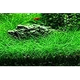 100+ SEEDS- Aquarium Grass Seeds For Planting Home Aquarium - Grow Year Round- No CO2 Required. (Dwarf Hairgrass)