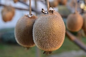 CLEMATITE.NET Kiwi Hayward (Femelle) C 1, 5 Litres