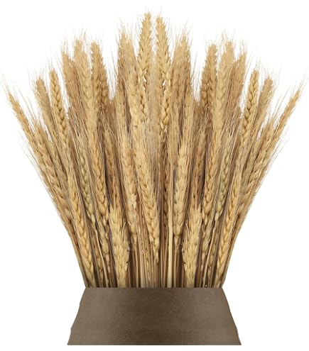 100 STK Getrocknete Gerste Und Weizen 55cm Natürlicher