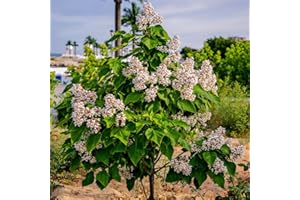 BRKENT 200 Piezas Semillas De Catalpa - Árbol Bonzai, Semillas De Plantas De Interior (Catalpa Speciosa) Plantas De Interior Purificadoras De Aire Decoración De Jardín Para Exteriores, Semillas De