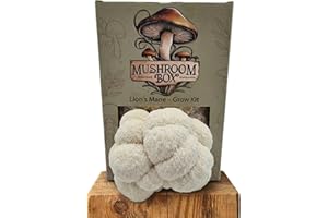 SMURF MUSHROOM Lions Mane Mushroom Grow Kit (Hericium erinaceus) - | Grow Your own |Fresh Mushrooms | Delicious with Soy Sauce | Lions Mane Supplement | Nutrition Geeks |1.8KG