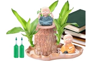AZNEVER Brasilianisches Glücksholz, Brazilian Wood Plant, Brasilianische Holzpflanze, Wood Hydroponic Plant, Lucky Wood Plant, Glücksholz Pflanze, Brazil Lucky Wood, Hydroponic Tree Stump Desktop Plants