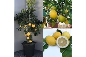 SAVINI VIVAI L'ARTE DI FARE NATURA SAVINI VIVAI Plante de Citronnier Agrumes Citron Zagara Blanche en Pot de 35 cm Hauteur 150-180 cm 6-7 Ans de greffe Made in Italy