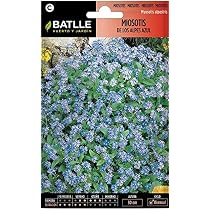 Blumensamen – Vergissmeinnicht Der Blauen Alpen Von Batlle, Für Beete, Töpfe & Steingärten