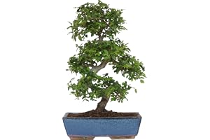 KENTIS Bonsai Zelkova - Bonsai naturlig växt utomhus inomhus - lägenhetsväxter balkong terrass - H 45/55 cm kruka 27,5 cm