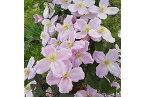 THOMPSON & MORGAN Clematis Montana Mayleen Old Man’s Beard, Hardy Perennial Outdoor Garden Plant, Fast Growing Scented Pink Flowers, 1 x 7cm Potted Clematis Mayleen by Thompson and Morgan