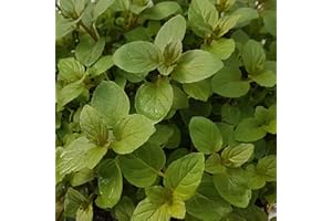 Mint Plug Plants. 'Black Mitcham'. Peppermint. Culinary & Fragrant. Reddish Bronze Foliage. Plants for pollinators. Medium Plug Plants x 4. Available from Bedwen Plants.