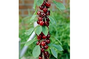 BALDUR Garten Columnar cherries 'Stella', 1 plant, Prunus avium column fruit cherry tree, hardy, space-saving column for small gardens, balconies and patios