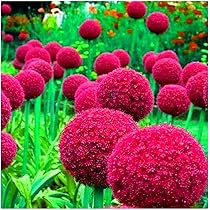 Wüstenrose Blumenzwiebeln - 4 Stück Winterharte Mehrjährige Knollen