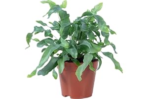 FLOWERBOX Goldtüpfelfarn - pflegeleichte Zimmerpflanze, Phlebodium aureum 'Blue Star' - Höhe ca. 40 cm, Topf-Ø 14 cm