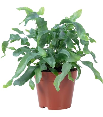Nest-Farn 15-20 cm, in Hydrokultur (13/12er Kulturtopf), pflegeleichte  Zimmerpflanze, fr Halbschatten, beliebte Hngepflanze, Asplenium antiquum  : Amazon.de: Garten