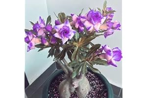 CFGRDEW (Bulbos de rosa del desierto) Rosa del desierto planta viva,rosa del desierto planta en maceta,planta rosa del desierto natural-1planta-C