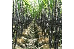 kiskick Semillas de caña de azúcar, 100 piezas Semillas de caña de azúcar Deliciosa planta de fruta jugosa Hogar Jardín Patio Granja Decoración Semillas de caña de azúcar