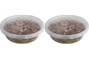 Livefood UK Live Mealworms Regular size Letterbox pack (2 x 30g) will fit through standard letterbox
