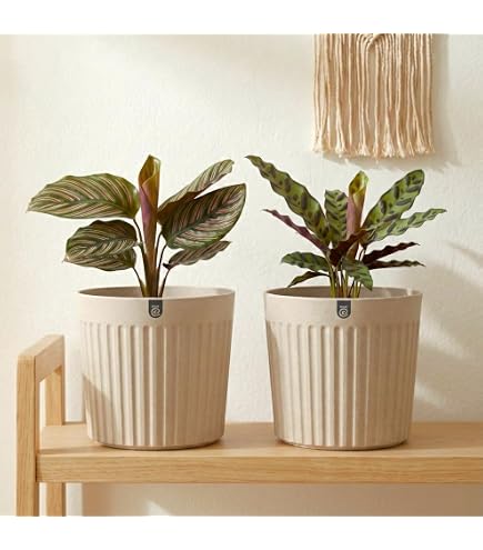 RSP HOME DECOR Tokyo Pots for Plants (24 inches Height)| Highly