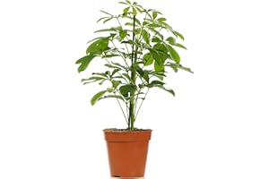 GARDENERSDREAM Schefflera Nora - Dwarf Umbrella Plant - Indoor Houseplant for Home or Office - Potted Air Purifying Plants for Small and Large Spaces - Vibrant Green Foliage Leaves (40-50cm Incl. Pot)