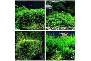 AQUAONE Juego de 4 plantas en vitro para acuario, n.° 56 1-2 Grow! vaso musgo acuario planta de agua