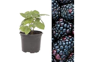 Carbeth Plants - BlackBerry Rubus Thornless Fruit Plant in 9cm Pot - Outdoor Ready to Plant Summer Fruiting Berry Shrub - Thorn Free Child Friendly Fruit Bush - Ideal for Patio Pots, Beds and Borders