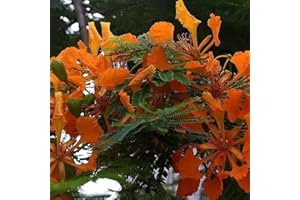 SVI A GRANEL semillas del árbol de naranja Delonix regia Flamboyant