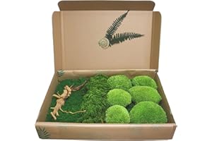 GENERIC Hello Moss Moos zum Basteln - Satz Bestehend aus 6 Kugelmoos Islandmoos, 1 Plattenmoos, Stabilisierter Amaranth und Japanische Wurzel - Konserviertes Moos Lebend - Moosbild DIY Set (hellgrün)