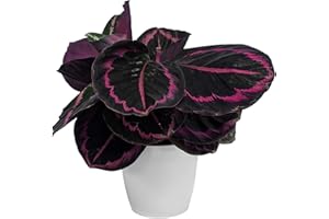 GARDENERSDREAM Calatea Surprise Star Maranta Planta de Interior para Hogar u Oficina (25-35cm Incl Pot)