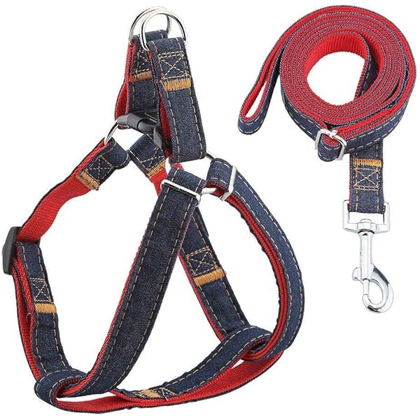 dog leashes and harness
