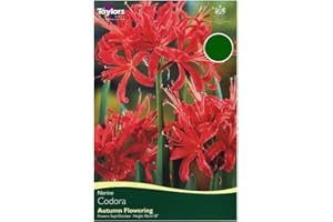 CROWDERS Nerine Codora x2