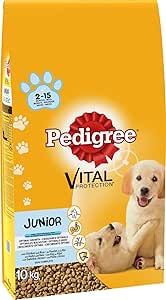 pedigree junior labrador