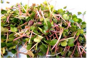 PREMIER SEEDS DIRECT Organic Sprouting Seeds - Radish China Rose - 40GM