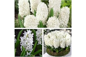 HUMPHREYS GARDEN Hyacinth Carnegie x 5 Flower Bulbs Size 15/16. Pure White Stunning Spring Flowers. Easy to Grow.