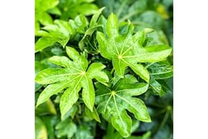 Fatsia Japonica Outdoor Large Castor Oil Plant Hardy Perennial Shrubs Tall Garden Plants Evergreen Foliage Ready to Plant for Pots 1 x 17cm Pot by Thompson & Morgan