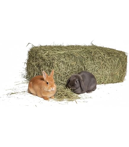 Foin Naturel Pour Lapins 10 Kg - Italien, Séché Au Soleil - Pour Cochons D'Inde, Chinchillas, Chevaux, Poules - Riche En Fibres