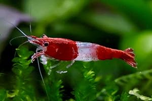‎DAXTON-PLANT 5 Stück Red Rili Zwerggarnelen Neocaridina davidi/Red Rili Aquarium Garnelen