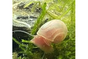 WASSERFARM Schnecken-rot 4Stk Aquarium Posthorn-Schnecke Suesswasser-Snails Algenfesser 0,5-2cm